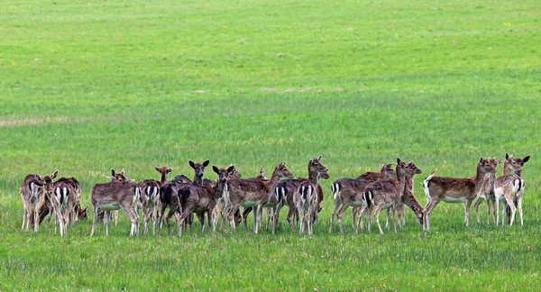 Vacker Utsikt Över Naturen Landskap — Stockfoto