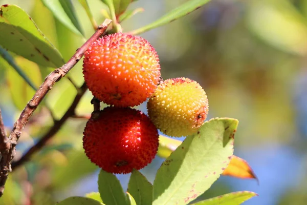 Moras Árbol — Foto de Stock