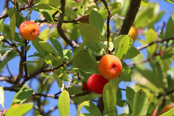 Fruto Del Árbol Fresas Árbol — Foto de Stock