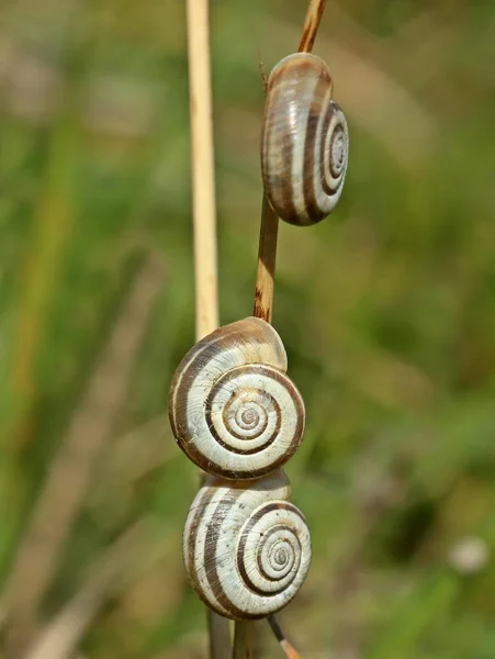 Snail Shelled Gastropod Animal — Stock Photo, Image