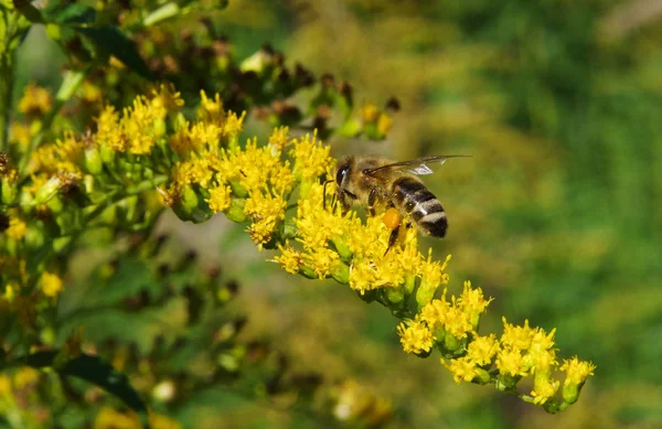 Κοντινό Πλάνο Μέλισσας Κίτρινο Λουλούδι — Φωτογραφία Αρχείου
