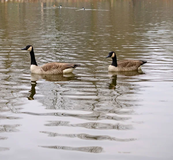 Kanadagans Branta Canadensis — Stockfoto