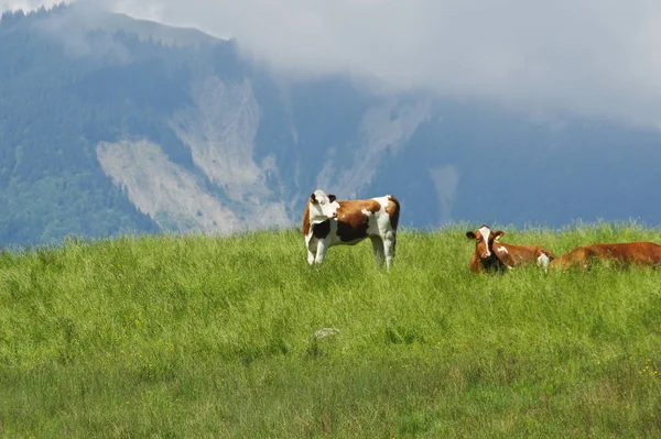 Bavyera Arka Planda Dağlar Olan Bir Çayırda Inekler — Stok fotoğraf
