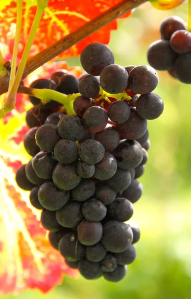Grapes Berries Grape Fruits — Stock Photo, Image