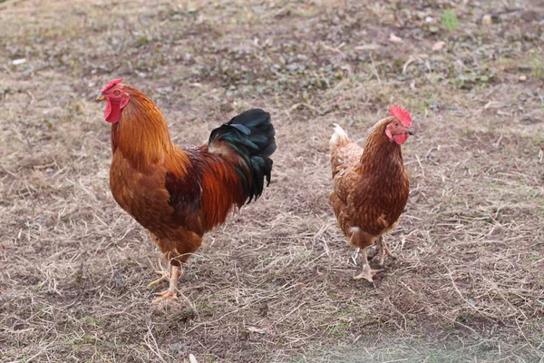 Doğadaki Güzel Kuşun Manzarası — Stok fotoğraf