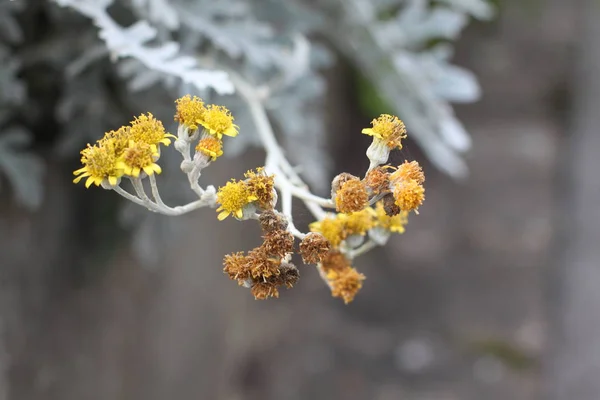 Осенний Желтый Цветок — стоковое фото