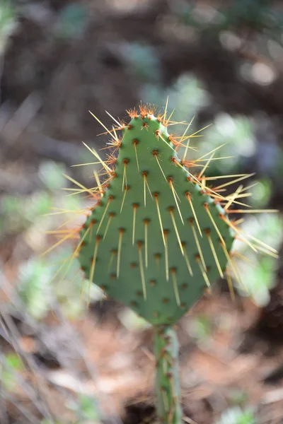 Planta Cactus Flora Tropical — Foto de Stock