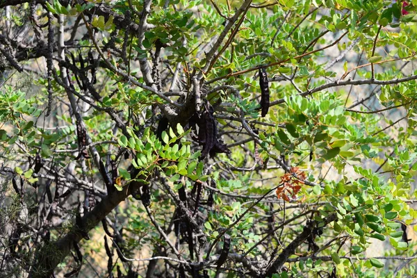 Baobab Δέντρο Φυλλώματα Και Φύλλα Χλωρίδας — Φωτογραφία Αρχείου