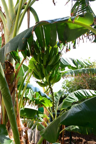 Bananen Staude Spanje Costa Blanca — Stockfoto