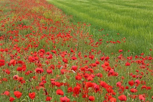 Vue Rapprochée Belles Fleurs Pavot Sauvage — Photo