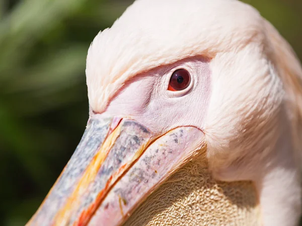 Branco Grande Retrato Pelicano Chefe Fecho Pelicano Rosado Temas Animais — Fotografia de Stock