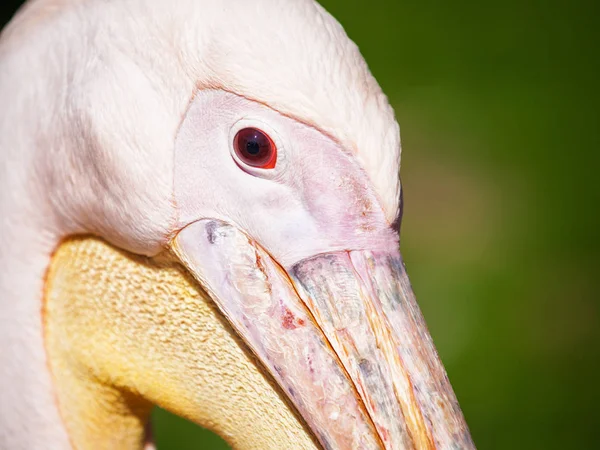 Branco Grande Retrato Pelicano Chefe Fecho Pelicano Rosado Temas Animais — Fotografia de Stock