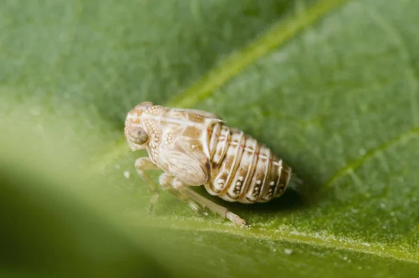 full length view of a rushes cicada in the development stage between larva and finished insect
