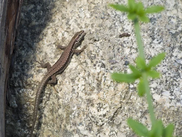 Close Lizard Habitat Wildness Concept — Stock Photo, Image