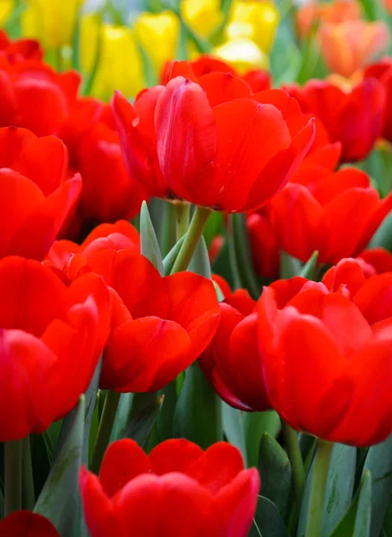 Beautiful Red Tulip Blossom Field — Stock Photo, Image