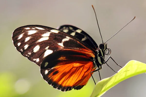 Heliconius Hecale — 스톡 사진