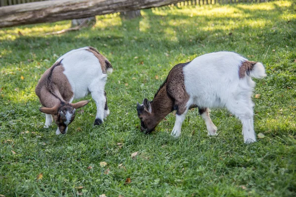 Cute Goat Daytime — Stock Photo, Image