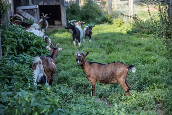 Cute Goat Daytime — стоковое фото