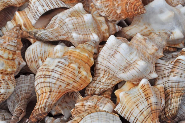 Sea Snails Sea Snail Snail Snail Snail Snail Houses Animal — Stock Photo, Image