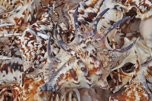 Mořští Hlemýždi Mořští Šneci Hlemýždi Hlemýždi Šnečí Domy Zvířata Moře — Stock fotografie