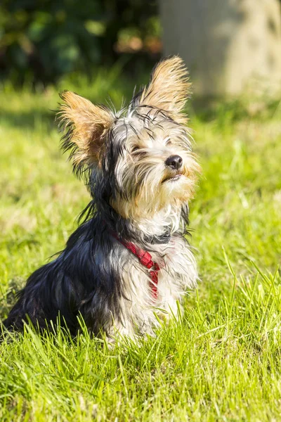 Carino Piccolo Yorkshire Terrier Cane — Foto Stock