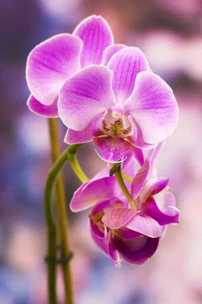 Pétalas Rosa Flor Orquídea — Fotografia de Stock
