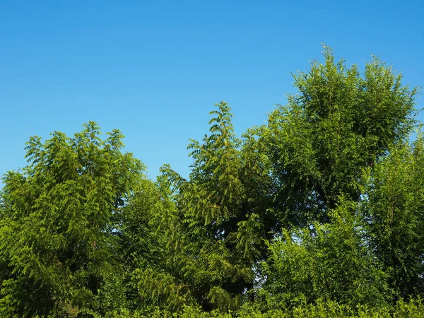 Дерево Над Блакитним Небом Міському Парку — стокове фото