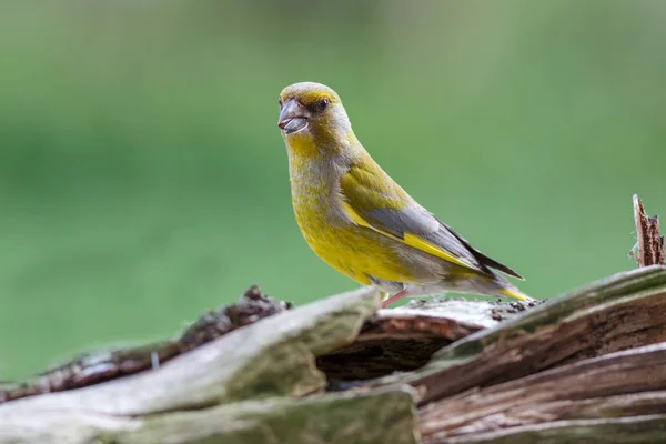 Grünfink Auf Nahrungssuche — Stockfoto