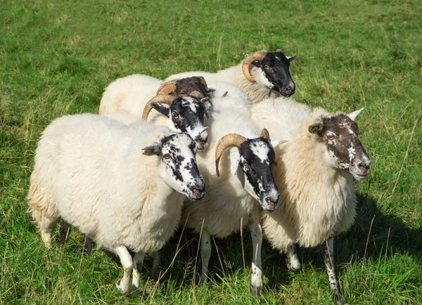小さなグループスコットランドの黒い顔の羊 — ストック写真