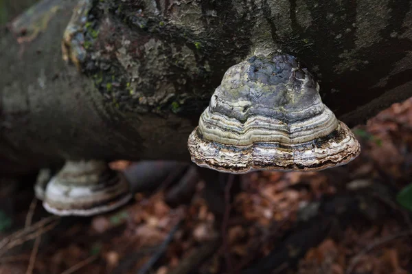 Baumstammrinde Bauholz — Stockfoto