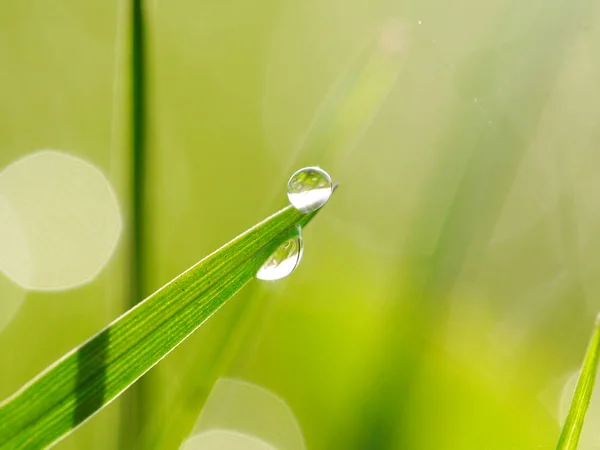 Grama Com Gotas Orvalho Gota Chuva — Fotografia de Stock