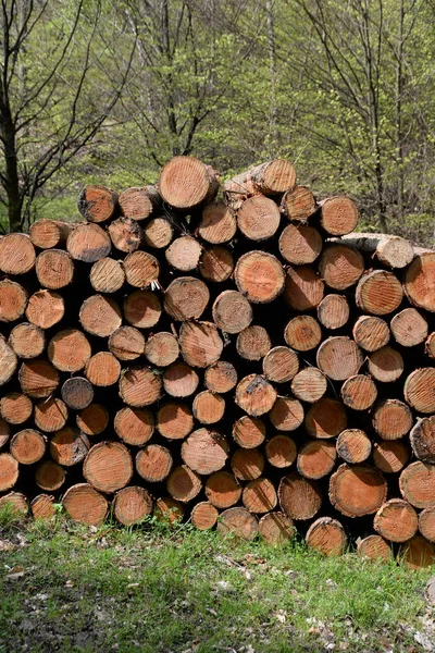 Holz Stämme Baumstamm — Stockfoto