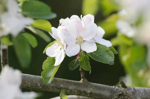 Pommier Les Fleurs Pomme Pomme Ornementale Pomme Sauvage Fleur Fleurs — Photo