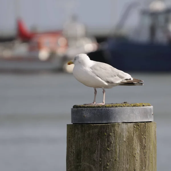 Schilderachtig Uitzicht Mooie Schattige Meeuw Vogel — Stockfoto