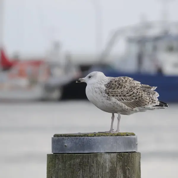 Malowniczy Widok Piękny Port — Zdjęcie stockowe