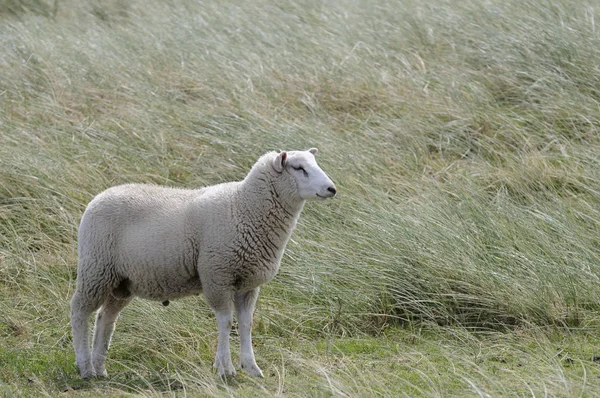 Malerischer Blick Auf Dünen Selektiver Fokus — Stockfoto