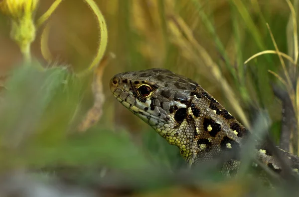 Portrét Písečné Ještěrky — Stock fotografie