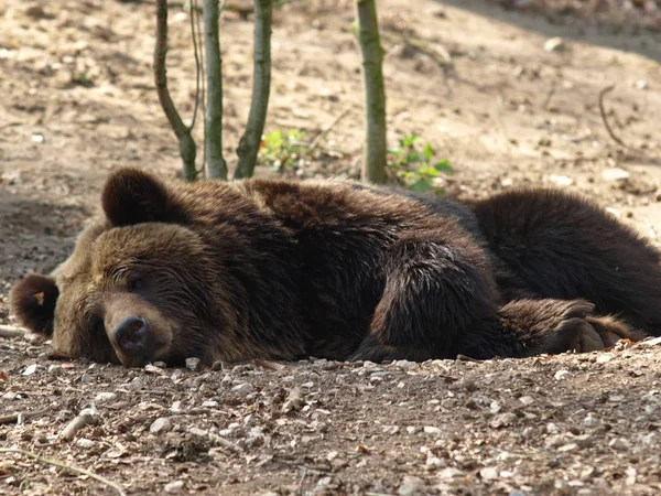 Brązowy Niedźwiedź Zwierzę Grizzly — Zdjęcie stockowe