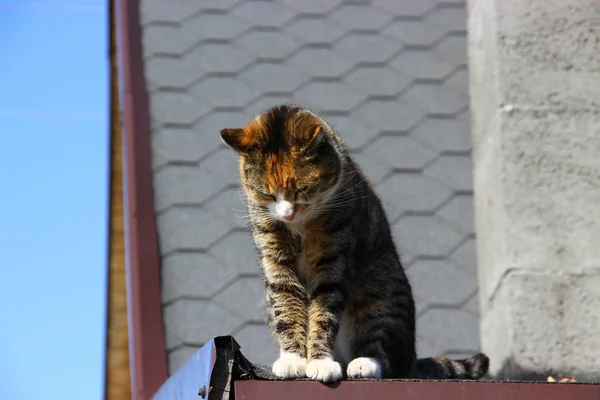 Kočka Shlíží Střechy — Stock fotografie