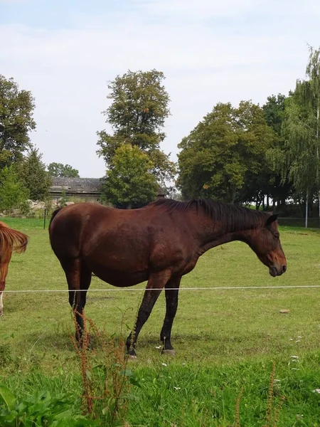 Horses Outdoors Daytime — Stock Photo, Image