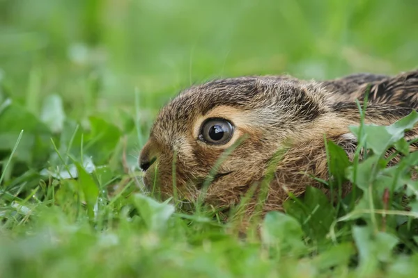 棕色野兔幼崽肖像 — 图库照片