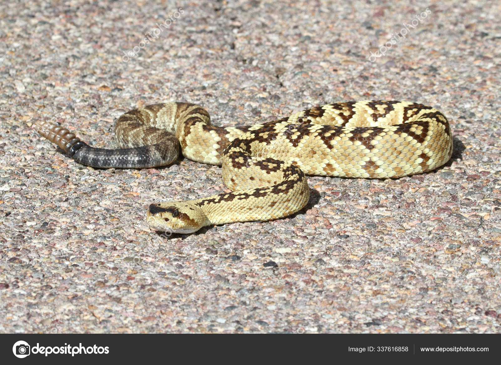 Rattlesnake Venomous Snake Animal Stock Photo by ©PantherMediaSeller