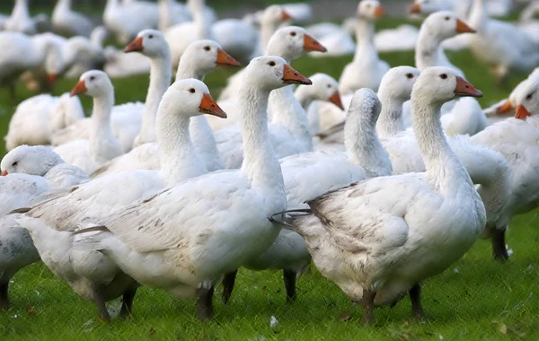 Festői Kilátás Libamadár Természetben — Stock Fotó