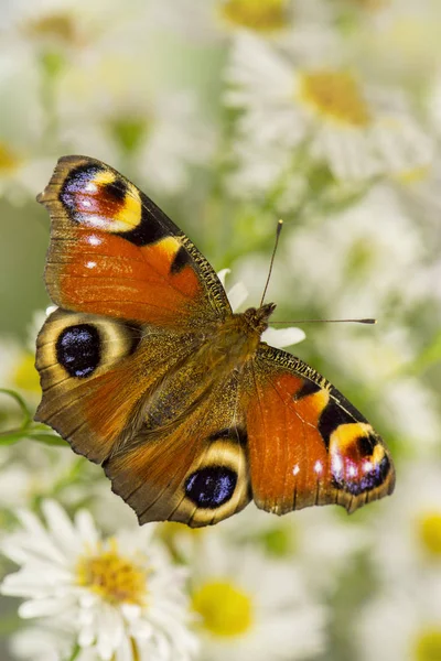 Paw Oko Motyl Owad — Zdjęcie stockowe