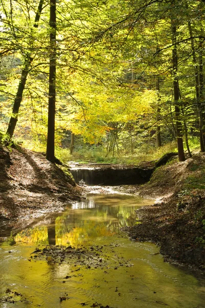 大自然背景下的秋天森林 — 图库照片