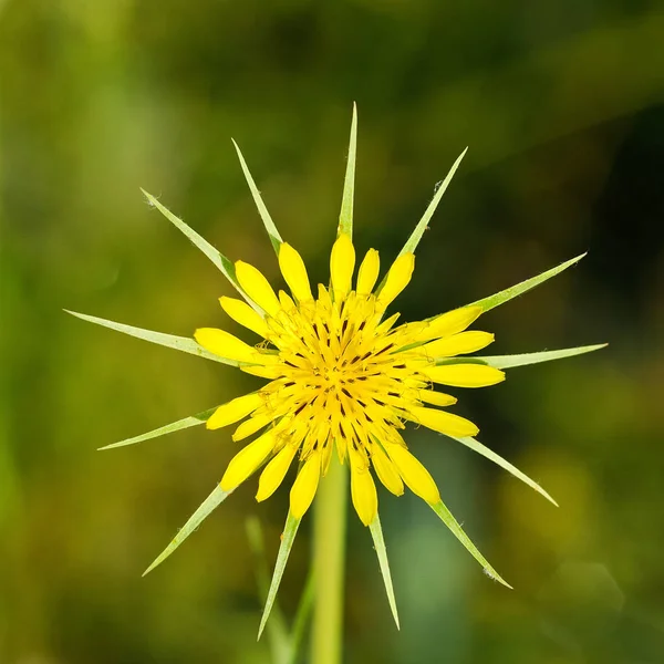 Жёлтый Звёздчатый Цветок — стоковое фото