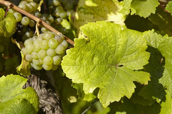 Cachos Uvas Vinha Agrícola — Fotografia de Stock