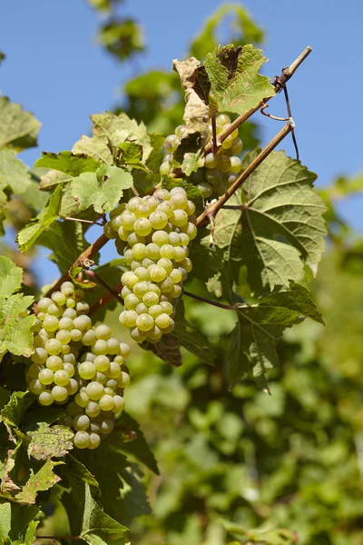 Stocks Vigne Dans Vignoble Près Saarburg Rhénanie Palatinat Allemagne Plein — Photo
