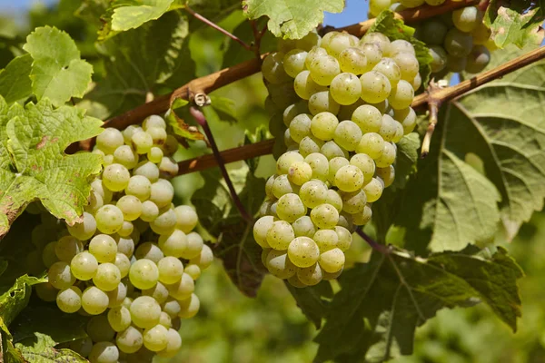 Cachos Uvas Vinha Agrícola — Fotografia de Stock