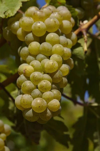 Grapes Berries Grape Fruits — Stock Photo, Image